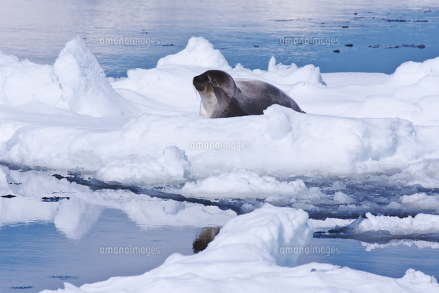 流氷とクラカケアザラシ の写真素材 イラスト素材 アマナイメージズ