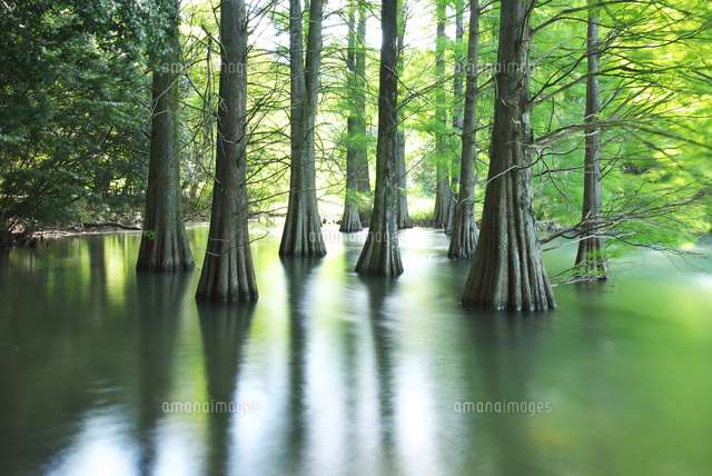 篠栗九大の森[26120044201]の写真・イラスト素材｜アマナイメージズ