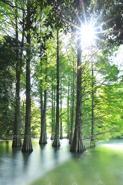 篠栗九大の森[26120044453]の写真・イラスト素材｜アマナイメージズ