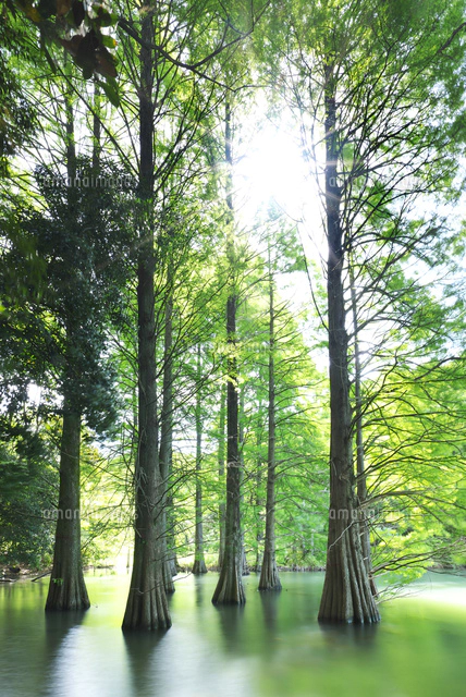 篠栗九大の森[26120044201]の写真・イラスト素材｜アマナイメージズ