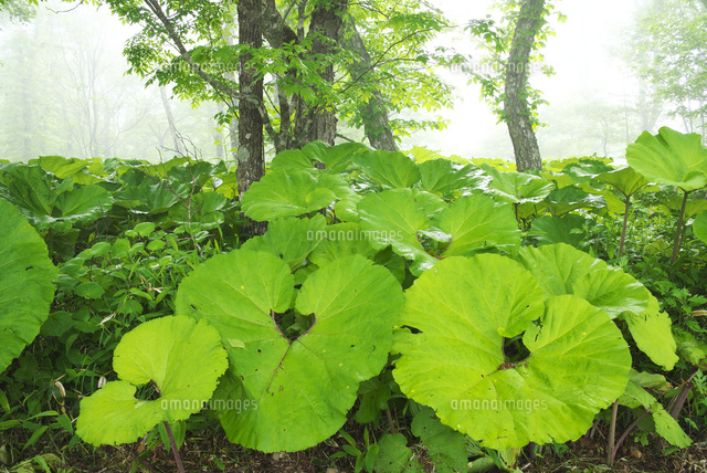 あやめヶ原のフキと霧 の写真素材 イラスト素材 アマナイメージズ