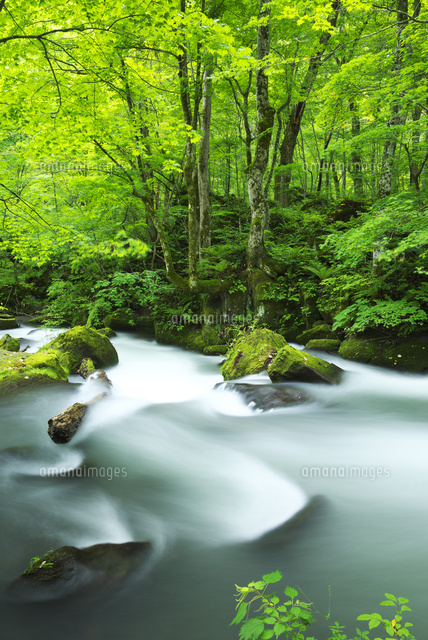 奥入瀬渓流 阿修羅の流れ の写真素材 イラスト素材 アマナイメージズ