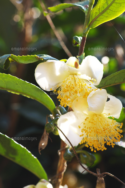 お茶の花 の写真素材 イラスト素材 アマナイメージズ