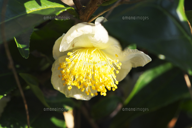 お茶の花 の写真素材 イラスト素材 アマナイメージズ
