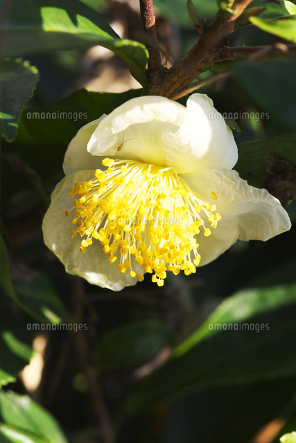 お茶の花 の写真素材 イラスト素材 アマナイメージズ