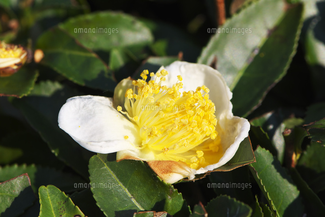 お茶の花 の写真素材 イラスト素材 アマナイメージズ