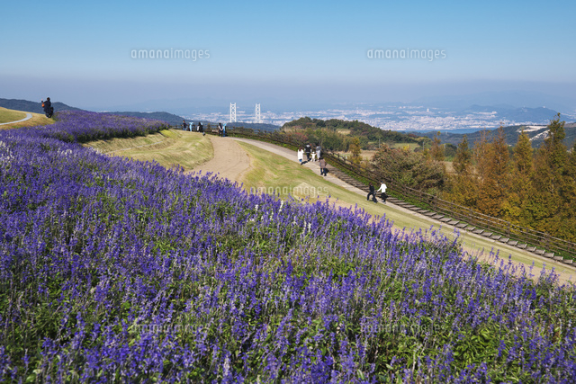 あわじ花さじきの秋 の写真素材 イラスト素材 アマナイメージズ