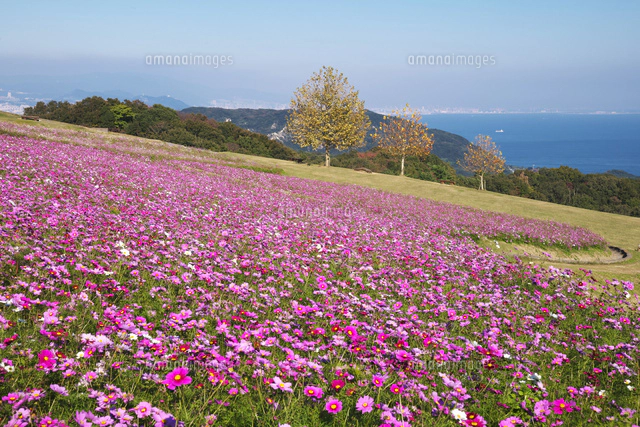 あわじ花さじきの秋[26120046846]の写真・イラスト素材｜アマナイメージズ