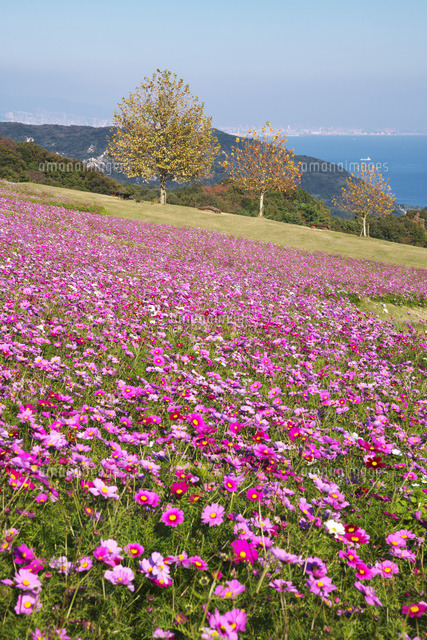 あわじ花さじきの秋[26120046846]の写真・イラスト素材｜アマナイメージズ