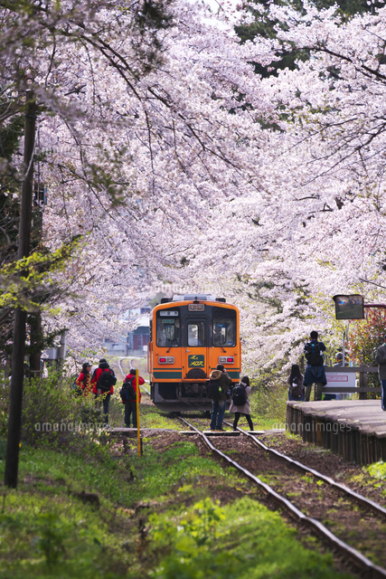 津軽鉄道と芦野公園の桜[26120048827]の写真・イラスト素材｜アマナ