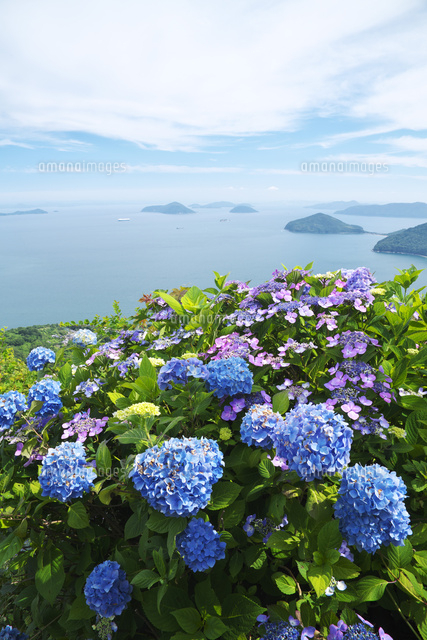 紫雲出山のアジサイと瀬戸内海 の写真素材 イラスト素材 アマナイメージズ 紫雲出山のアジサイと瀬戸内海 の写真素材 イラスト素材 アマナイメージズ