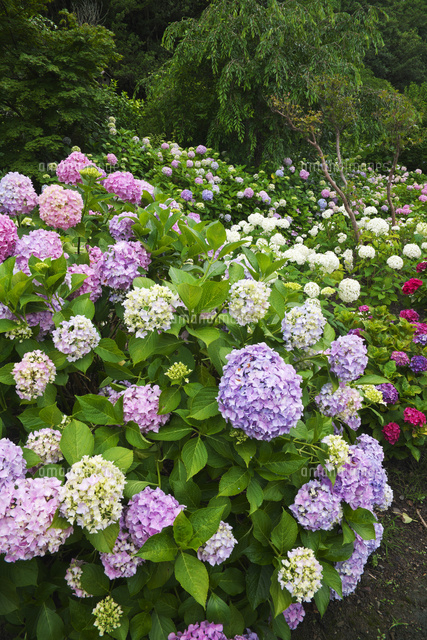 あわじ花山水 あじさい園 の写真素材 イラスト素材 アマナイメージズ