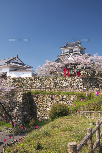 浜松城と桜 の写真素材 イラスト素材 アマナイメージズ
