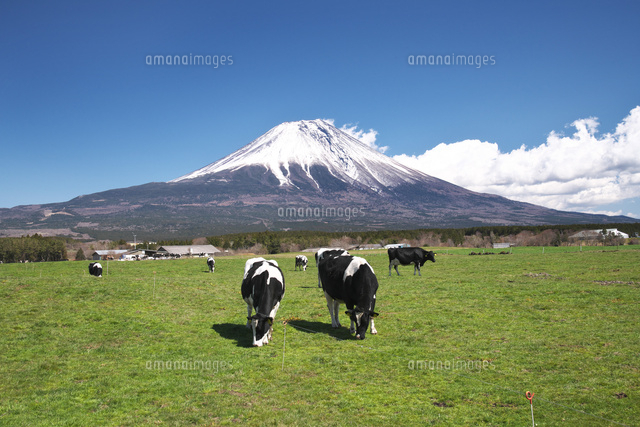 朝霧高原の牛と富士山 の写真素材 イラスト素材 アマナイメージズ