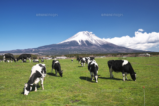 朝霧高原の牛と富士山 の写真素材 イラスト素材 アマナイメージズ
