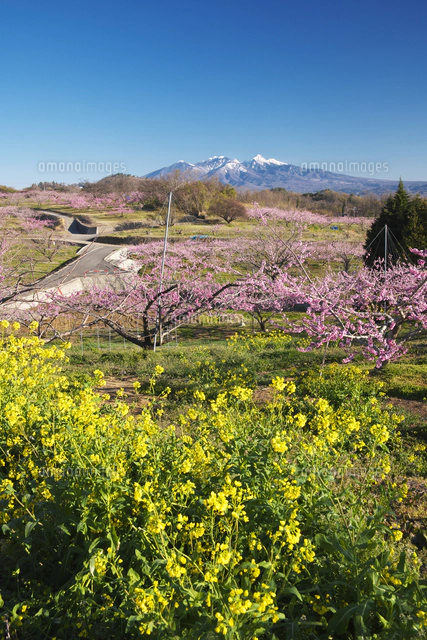 新府桃源郷と八ヶ岳と菜の花[26120052885]の写真・イラスト素材