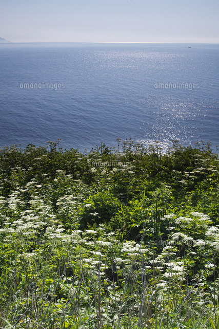 白い花と日本海の夕景 の写真素材 イラスト素材 アマナイメージズ