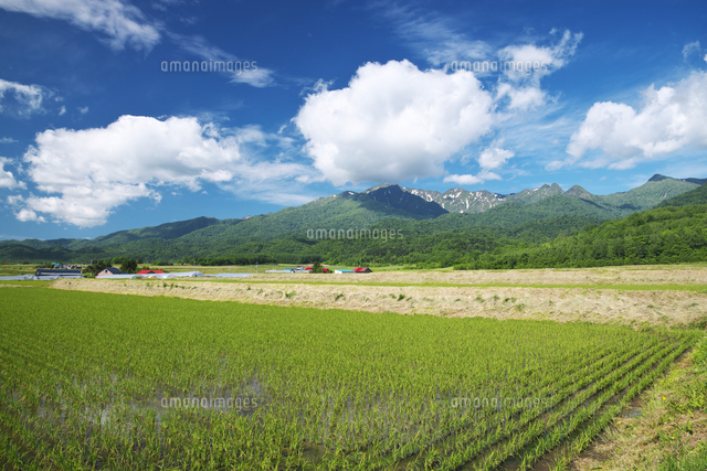 夕張山地と水田 の写真素材 イラスト素材 アマナイメージズ