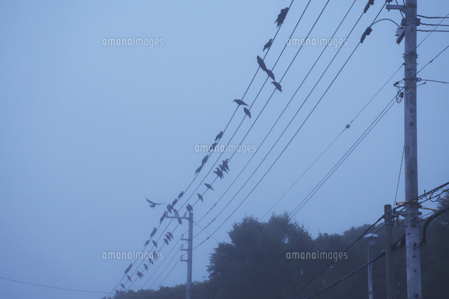 電線に止まるカラス の写真素材 イラスト素材 アマナイメージズ 電線に止まるカラス の写真素材 イラスト素材 アマナイメージズ