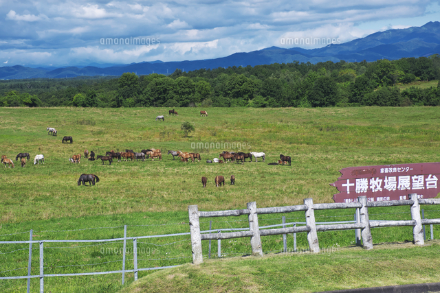 十勝牧場のウマの放牧[26120054810]の写真・イラスト素材｜アマナ