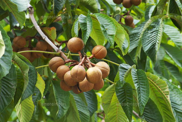 トチノキの果実 の写真素材 イラスト素材 アマナイメージズ
