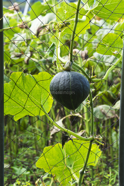 カボチャの空中栽培 の写真素材 イラスト素材 アマナイメージズ