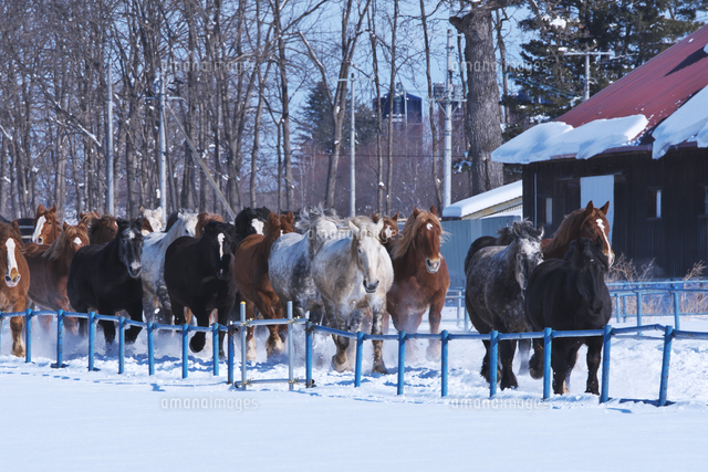 十勝牧場の馬追い運動[26120057368]の写真素材・イラスト素材｜アマナイメージズ
