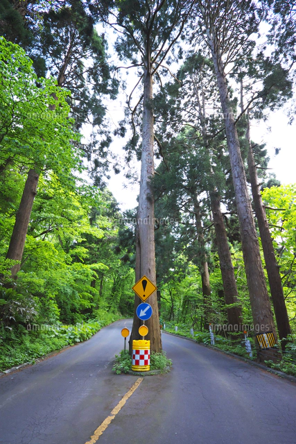 函館山登山道の真ん中にある木と交通標識[26120059393]の写真