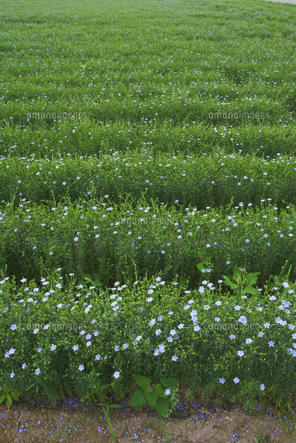 亜麻の花 の写真素材 イラスト素材 アマナイメージズ