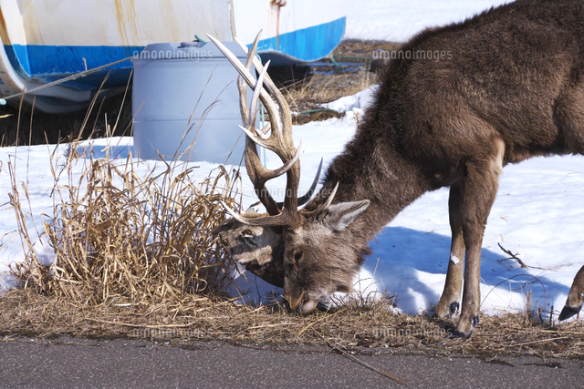 エゾシカとツノに絡みついた死骸の頭[26120063227]の写真・イラスト