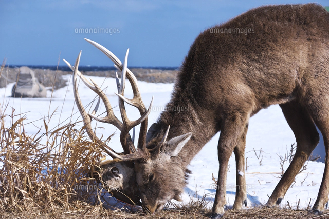 エゾシカとツノに絡みついた死骸の頭[26120063227]の写真・イラスト