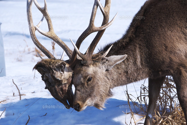 エゾシカとツノに絡みついた死骸の頭[26120063227]の写真・イラスト