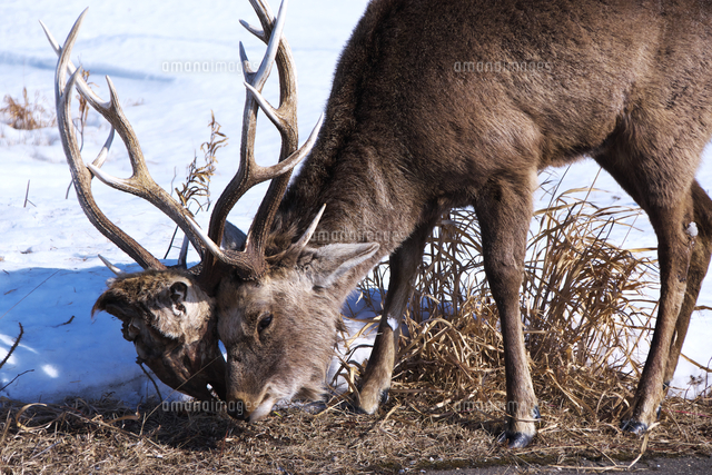 エゾシカとツノに絡みついた死骸の頭[26120063227]の写真・イラスト
