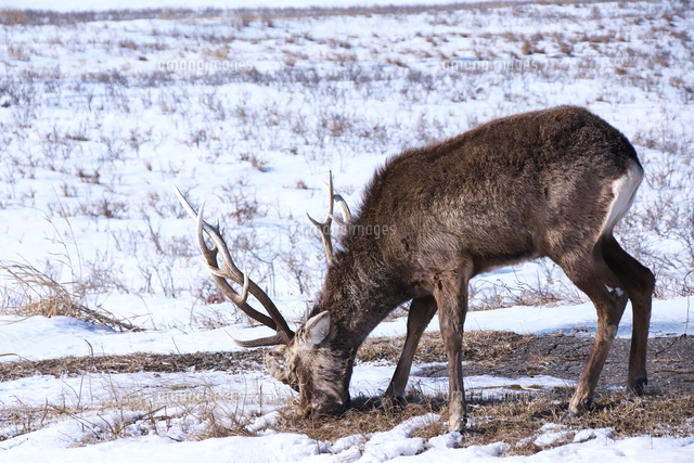 エゾシカとツノに絡みついた死骸の頭[26120063227]の写真・イラスト