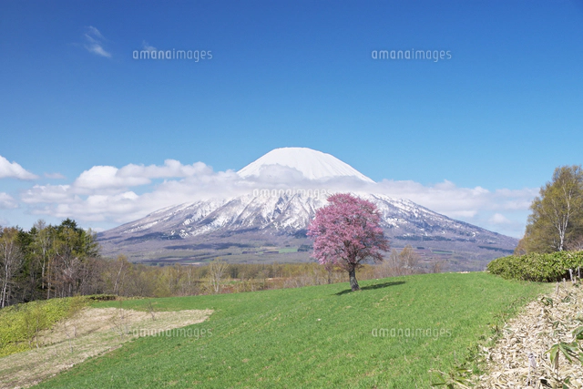 望羊の丘の一本桜と羊蹄山[26120064618]の写真・イラスト素材｜アマナ