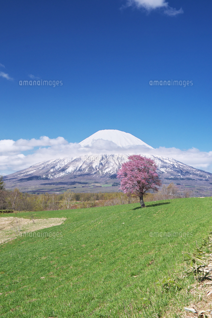 望羊の丘の一本桜と羊蹄山[26120064618]の写真・イラスト素材｜アマナ