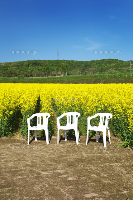 菜の花畑とイス の写真素材 イラスト素材 アマナイメージズ