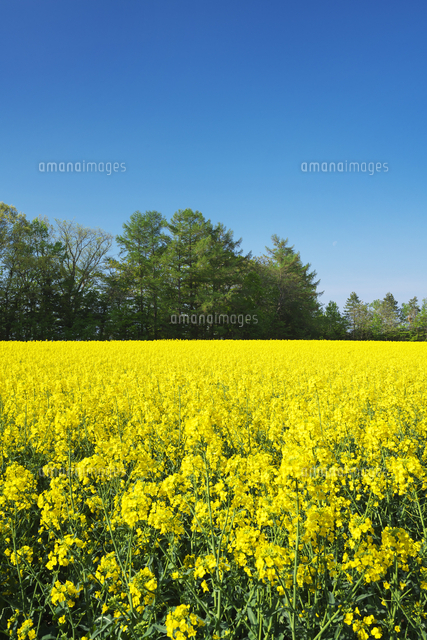 菜の花畑 の写真素材 イラスト素材 アマナイメージズ