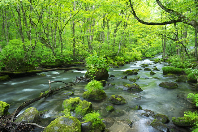 新緑の奥入瀬渓流 三乱の流れ[26120071403]の写真・イラスト素材