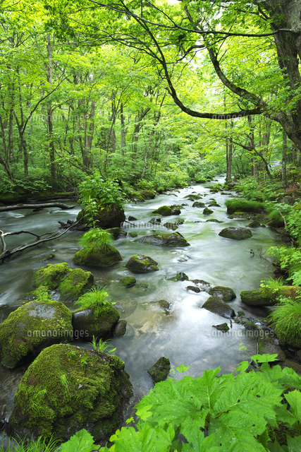 絵画　島根清　奥入瀬三乱の流れ　油絵 百瀬太虚 「清風奥入瀬（三乱の流れ）」 油彩6号 - 一枚の繪