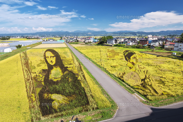 田んぼアート[26120073476]の写真・イラスト素材｜アマナイメージズ