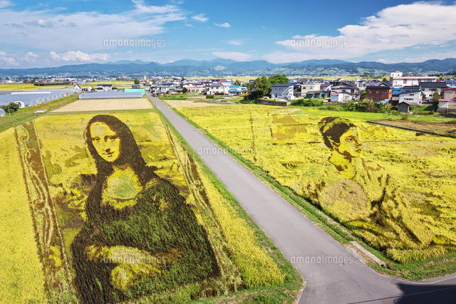 田んぼアート[26120073476]の写真・イラスト素材｜アマナイメージズ