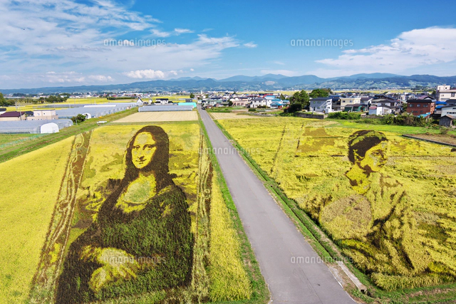 田んぼアート[26120073476]の写真・イラスト素材｜アマナイメージズ