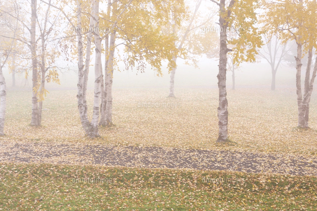 朝霧紅葉 朝霧漂う紅葉の澗満滝[25488039193]の写真・イラスト素材