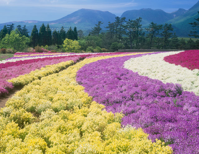 阿蘇五岳とくじゅう花公園のリナリア の写真素材 イラスト素材 アマナイメージズ