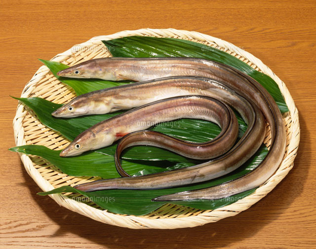はも 鱧 の写真素材 イラスト素材 アマナイメージズ
