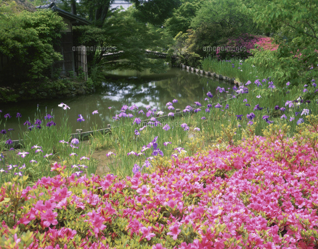 さつきと花しょうぶ の写真素材 イラスト素材 アマナイメージズ