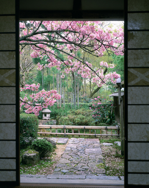 大原の宝泉院の里桜 の写真素材 イラスト素材 アマナイメージズ