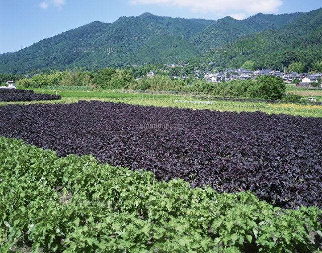大原の青紫蘇赤紫蘇畑 の写真素材 イラスト素材 アマナイメージズ