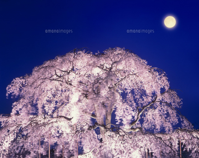 月と夜桜のイメージ[26121003249]の写真・イラスト素材｜アマナイメージズ